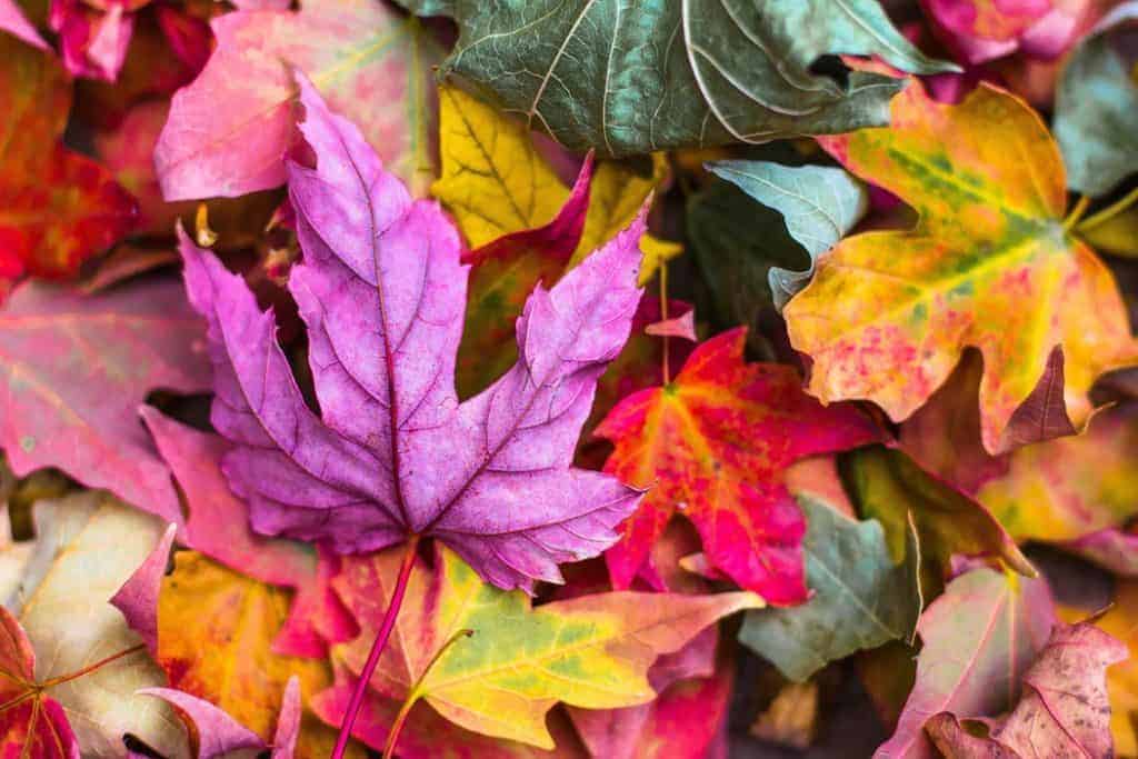 eczéma et précaution d'automne