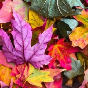 excéma en automne et beauté de la peau