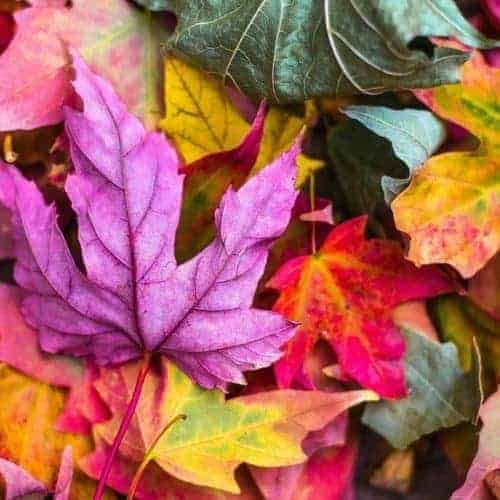 excéma en automne et beauté de la peau