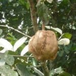 Huile de Carapa procera traitement naturel pour l'acné
