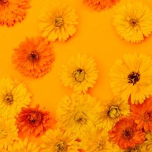 le calendula pour le psoriasis