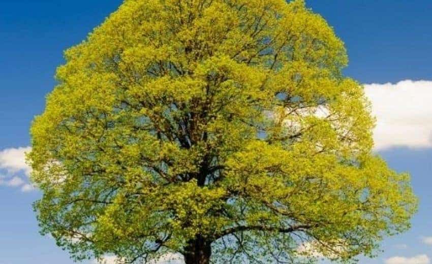 le tilleul et ses fleurs pour le psoriasis