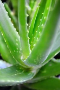aloe vera frais pour le psoriasis en goutte