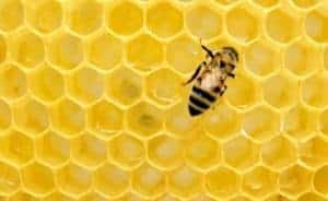 le miel et l'acné