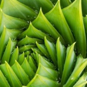 traitement naturel acné avec l'aloe vera
