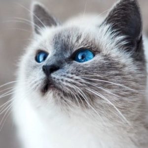 Eczéma allergie aux poils de chat