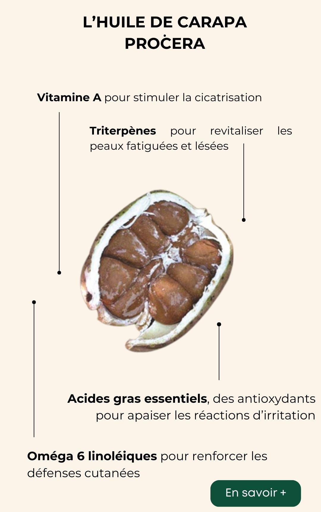 Les vertus de l'huile de Carapa procera