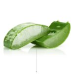 Aloe vera pour nourrir la peau en cas de psoriasis