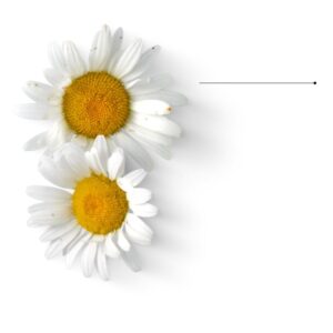 camomille fleur