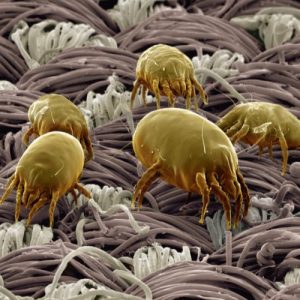 acariens eczéma allergies