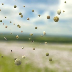 pollens allergie eczéma